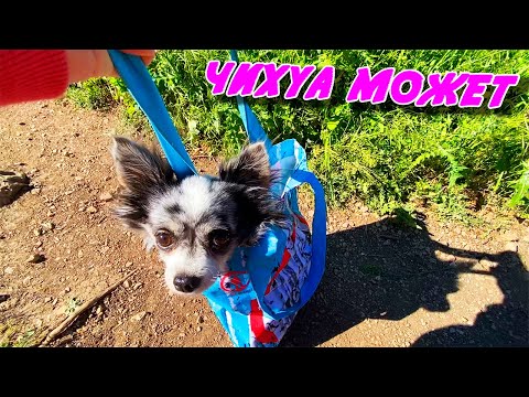 Видео: Ночь в горах! Идем с собакой на вершину горы! ЧИХУАХУА МОЖЕТ ЧЕЛЛЕНДЖ