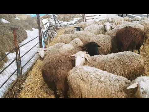 Видео: Вздутие живота у овец: причины, методы лечения|Тимпания у овец| Овцеводство