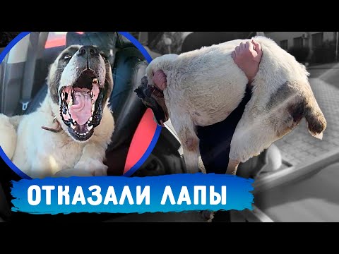 Видео: Нукера прооперировали , у него отказали лапы. Полная кастрация с удалением опухоли.