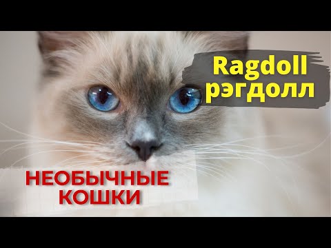 Видео: Ragdoll - большая и пушистая ЛЕНЬ. (Кошки породы "рэгдолл")