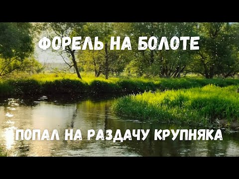 Видео: Лучшая рыбалка на форель по нетронутым местам! Еле выбрался с болота!