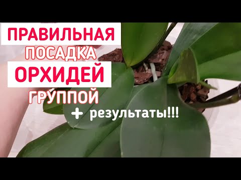 Видео: ГРУППОВАЯ посадка ОРХИДЕЙ, результаты  и важные моменты| ПОСАДКА группой орхидея orchid orchids