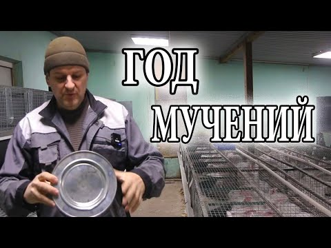 Видео: ЛИШАЙ У КРОЛИКОВ  КАК МЫ ГОД БОРОЛИСЬ