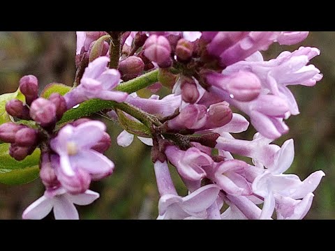 Видео: Пока за грибами ходили в деревне сирень зацвела. Тверская область. 7 октября.