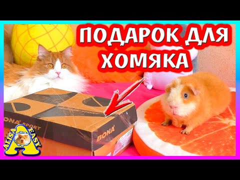 Видео: ЧТО ПРИСАЛИ ХОМКЕ? / РАСПАКОВКА ПОСЫЛОК ДЛЯ НАШИХ ПИТОМЦЕВ / Alisa Easy Pets