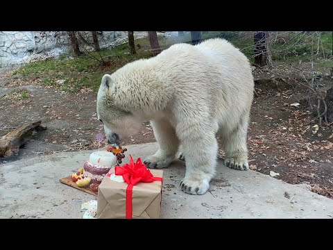 Видео: ГЕЛЕНДЖИК 2022. БЕЛЫЕ МЕДВЕЖАТА ПРАЗДНУЮТ ДЕНЬ РОЖДЕНИЯ. САФАРИ-ПАРК ПАРК РОЕВ РУЧЕЙ