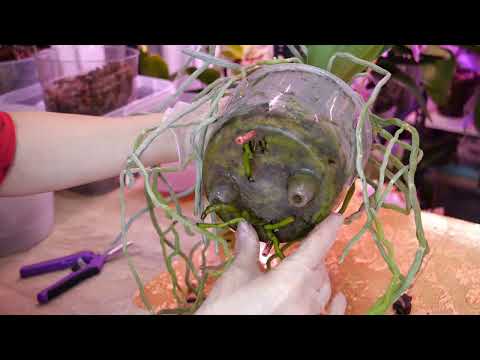 Видео: Для чего всё это НЕ ПОНЯТНО 🤷‍♀️ Основу выбивают из под ног. Пересадка крупной орхидеи. Весь процесс