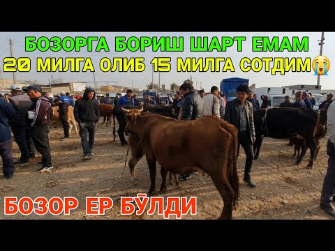 Видео: 20 МИЛГА ОЛИБ 15 ГА СОТДИМ😭. СОҒИН СИГИР, ТАНА ВА БУҚА НАРХЛАРИ. 25-ОКТАБР ҚАШҚАДАРЁ ҒУЗОР 2025-ЙИЛ