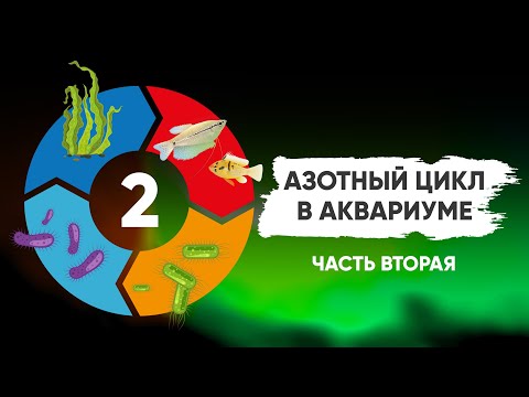 Видео: Азотный цикл в аквариуме. Часть 2