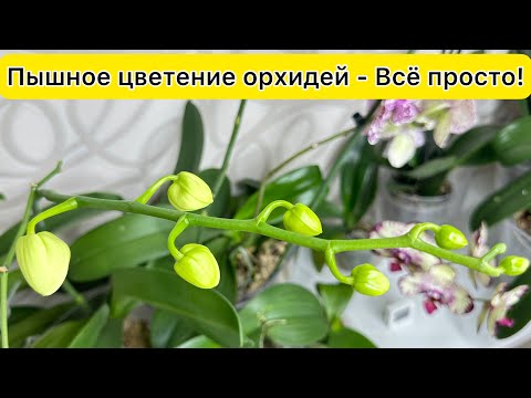 Видео: Пышное ЦВЕТЕНИЕ орхидей - У каждого получится!
