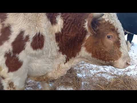 Видео: Быки перед забоем.