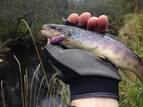 Видео: Осенняя форель