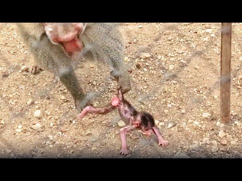 Видео: Дед СХВАТИЛ за хвост малышку!!! Мы испугались, обезьяны в шоке! Мамаша, следить надо за детьми!ДОМ2