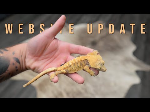 Видео: ВЫХОД ГЕККО В ОКТЯБРЕ!