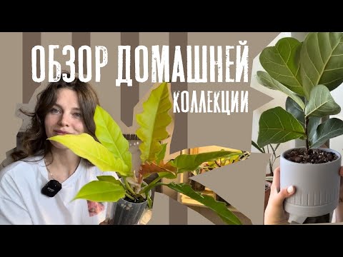 Видео: Обзор домашней коллекции растений | Мои зеленые питомцы