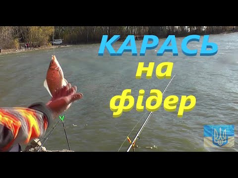 Видео: Карась на водосховищі #РибачуЯкУмію