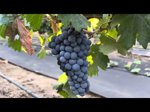 Видео: Огляд  власного виноградника  з технічних сортів на вміст  цукру в ягоді  Одещина с-ще Овідіополь !