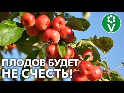 Видео: ДЕРЕВО НЕ ПЛОДОНОСИТ? УСТРАНИТЕ ЭТИ ПРИЧИНЫ И ПЛОДОВ БУДЕТ НЕ СЧЕСТЬ!