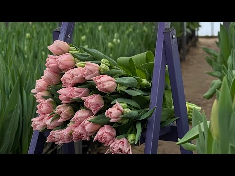 Видео: 16.02.2025 Огляд тюльпанів до 8 березня🌷 Теплиця Черкаси🏡 Вигонка тюльпанів