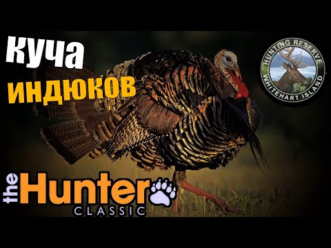 Видео: The hunter classic очень крутое видео охота на индюка из засидки