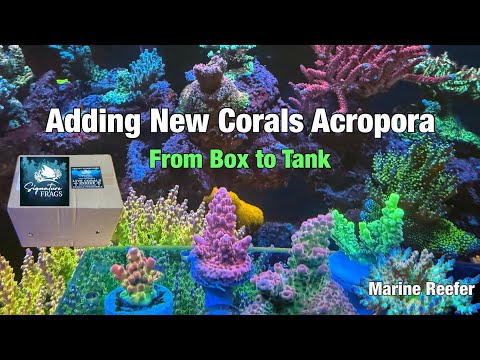 Видео: Как добавить новые кораллы в морской рифовый аквариум, Signature Frags.