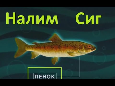 Видео: Диалоги о рыбалке - 5 - Налим , Ленок , Сиг.