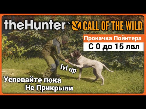 Видео: Быстрая прокачка Пойнтера с 0 до 15 в theHunter: Call of the Wild