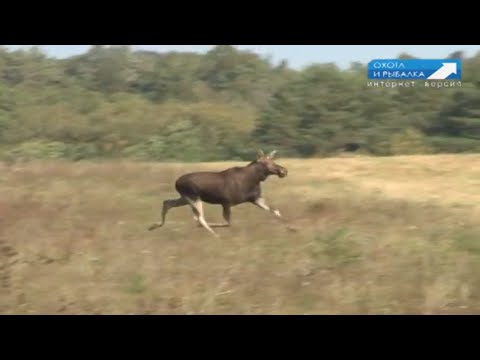 Видео: ТАК ПОЙМАТЬ ЛОСЯ НЕ СМОЖЕТ НИКТО! Охота с Леонидом Костюковым