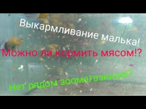 Видео: Выкармливание малька в закрытом городе!Можно ли кормить мясом теплокровных?!