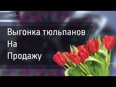 Видео: ВЫГОНКА ТЮЛЬПАНОВ | ПОДКОРМКА. СРЕЗКА. ХРАНЕНИЕ
