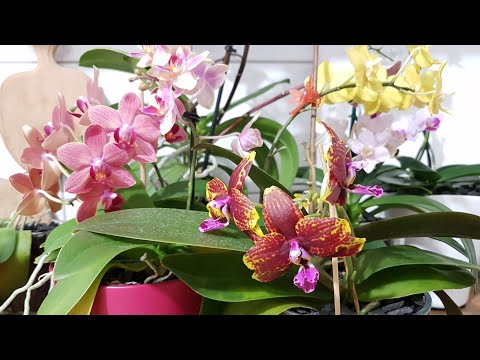 Видео: 70. Распустился Везувиус! Купила новую орхидею! Обзор орхидей в полистироле в начале марта 2020