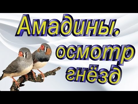 Видео: Амадины- осмотр гнезд