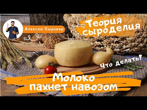 Видео: Молоко пахнет навозом.  Что делать?