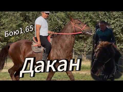 Видео: Дакан +996-706-130-131 Базар - Коргон 15 сентября 2025 г.