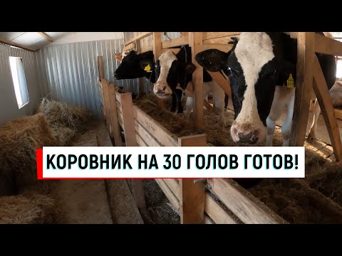 Видео: КОРОВНИК (САРАЙ) НА 30 ГОЛОВ ГОТОВ! КАК ВСЕ РАБОТАЕТ В КОРОВНИКЕ И НЕ ТОЛЬКО...