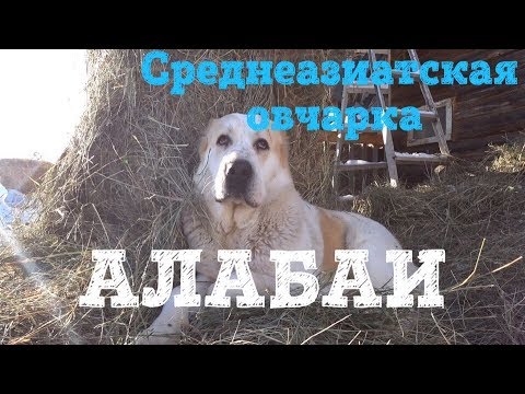 Видео: СОБАКА🐶 ДЛЯ ОХРАНЫ🔒 ЧАСТНОГО ДОМА🏡 АЛАБАЙ