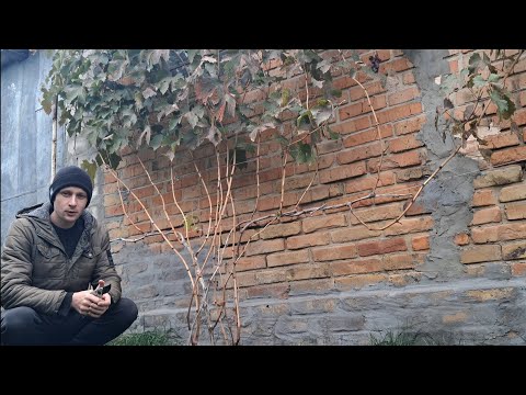 Видео: Обрізка трьох річного, виноградного куща "рембо" назиму.