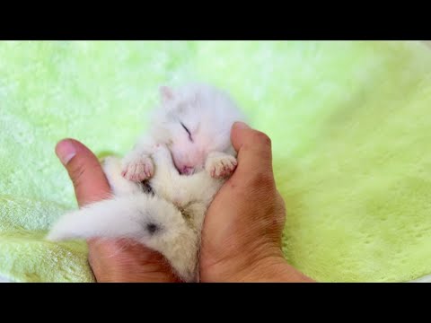 Видео: Лисёнок 🦊 в лесу потерял маму, и я вырастил его с помощью бутылочки. 🦊😘❤👍👍👍