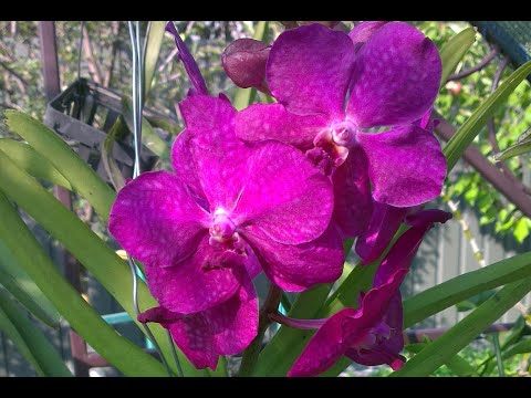 Видео: Пересадка Ванди у закриту систему та огляд орхідей #orchid #nature #flowers