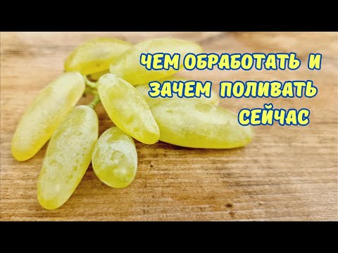 Видео: Искореняющая обработка виноградника, обязательный полив.