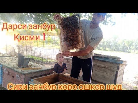 Видео: Сири занбур коро ошкор шуд .Дарси занбурпарвари Кисми 1 барои мардуми Тоҷик
