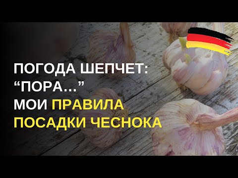 Видео: Дача в Германии. Кто еще не посадил чеснок? Опять я в отстающих? Или еще есть время? Ваше мнение?