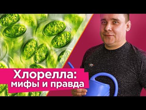 Видео: КАК ВЫРАСТИТЬ ЛЮБОЕ КОЛИЧЕСТВО ХЛОРЕЛЛЫ ДОМА И ЗАЧЕМ ЭТО НУЖНО? Вся правда о пользе хлореллы