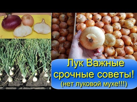 Видео: Лук вырастет много большого и здорового лука Сделайте так при посадке the ONION  Нет луковой мухе