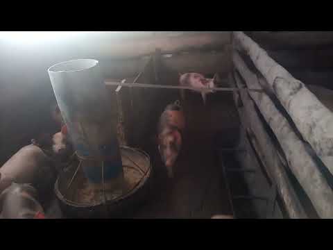 Видео: Почему жалуются люди. Почему не растут. Что сделать чтоб росли быстро?