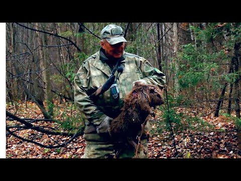 Видео: Охотничий инстинкт: Бобр и лайка. Осень в Удмуртии