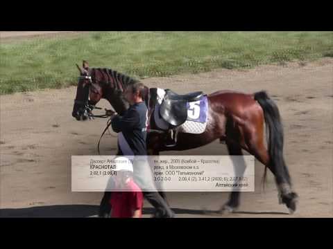 Видео: Рысь под седлом. Для лошадей орловской породы. БСК 4 этап. Барнаульский ипподром 2017