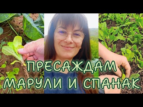 Видео: Есен в градината | Пресаждам марули и спанак, почиствам лехите и проверявам реката