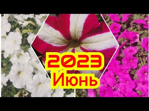 Видео: Петуния ВО ВСЕЙ КРАСЕ!!! ОБЗОР ВСЕХ РАСЦВЕТОК И СОРТОВ.  ТОЛЬКО 15 ИЮНЯ 2023!!!