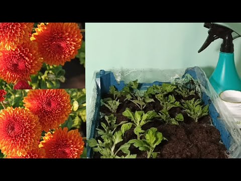 Видео: УКОРЕНЯЮ ЧЕРЕНКИ ХРИЗАНТЕМЫ В НОЯБРЕ. ДЛЯ ЧЕГО МНЕ РАННЕЕ ЧЕРЕНКОВАНИЕ?